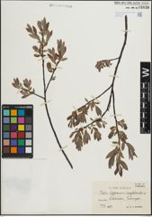 Foto von Salix lapponum L. x Salix myrtilloides L.